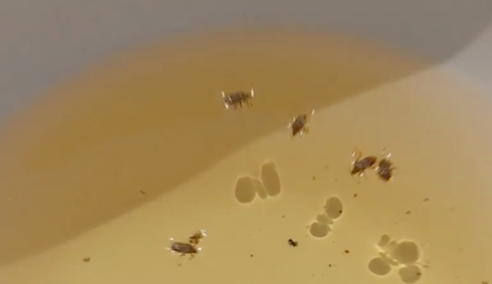 Bzdochy trápia ľudí v Šali