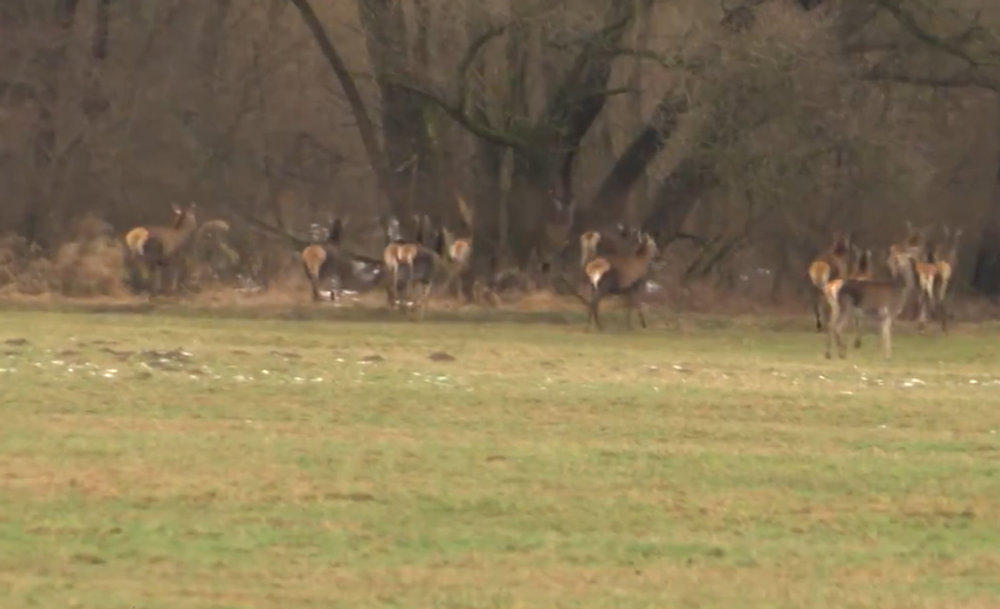 Zver ničí úrodu 5