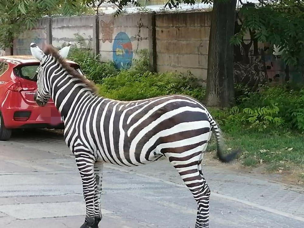 Odchyt zebry v Piešťanoch