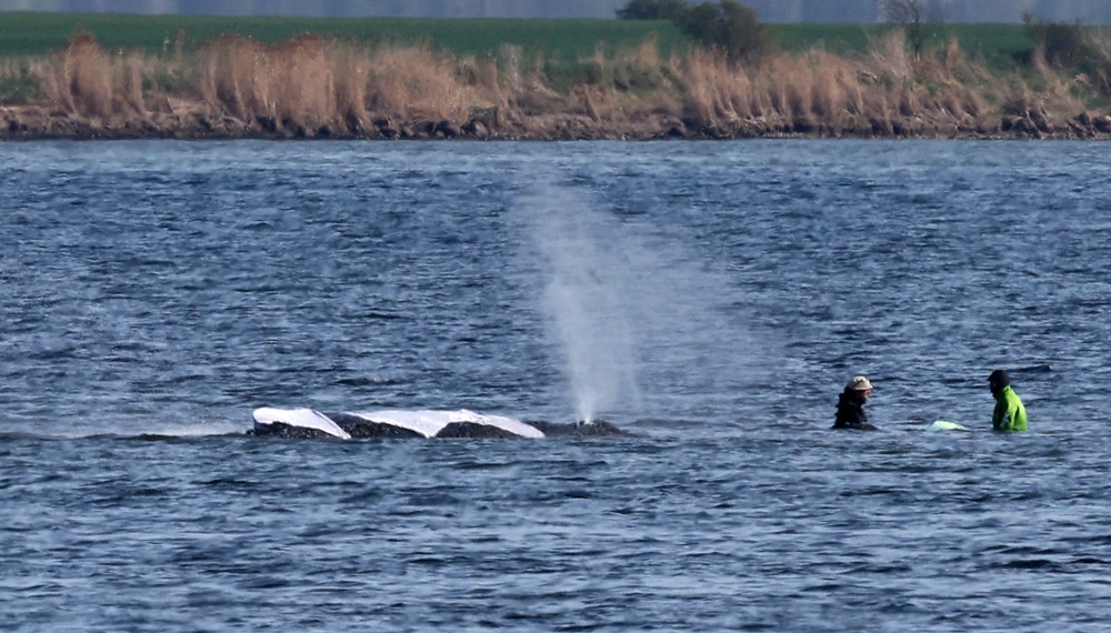 Germany_Whale_Rescue269964