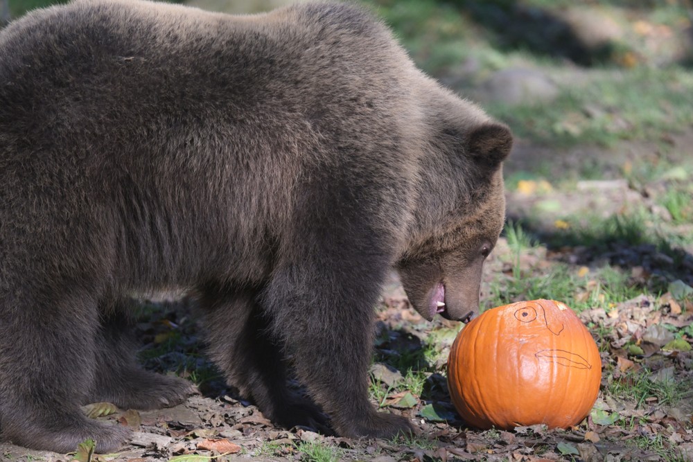 Medveď konzumuje tekvicu