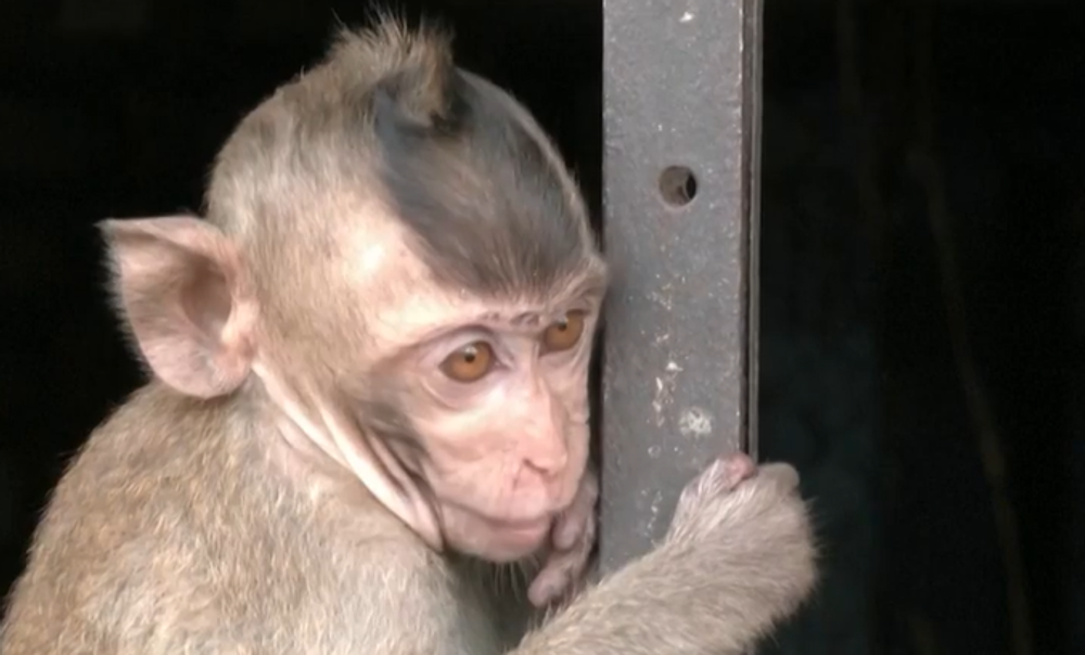 Opice 3