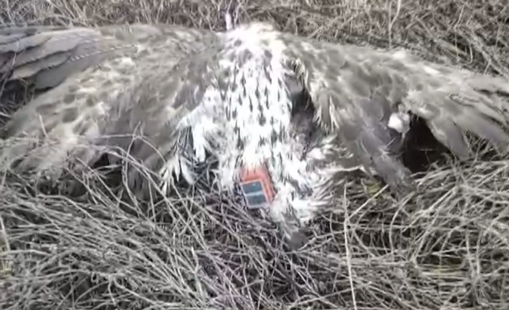 Pytliaci otrávili vzácneho orliaka morského 