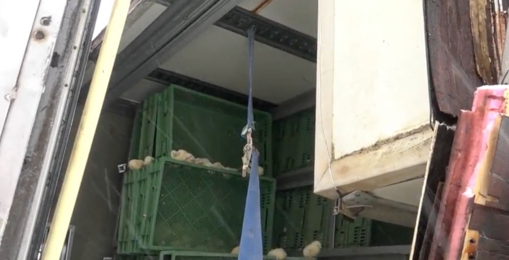 Kamión plný kuriatok zišiel z cesty