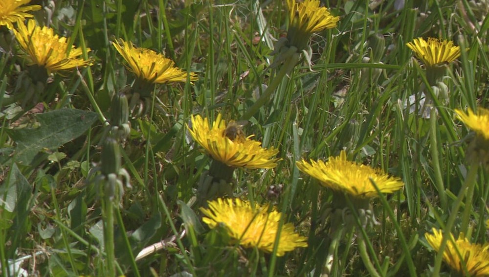 kvety il jar stormy kvet (1)