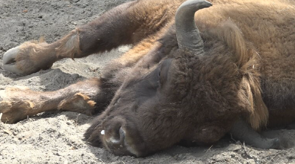 zubríčatko v sninskej ZOO 2024-05-29 o 9.01.01