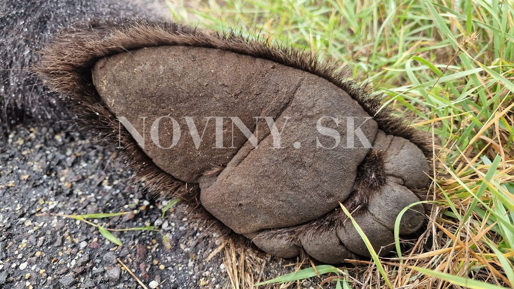 zrazený medveď Zvolen (3)