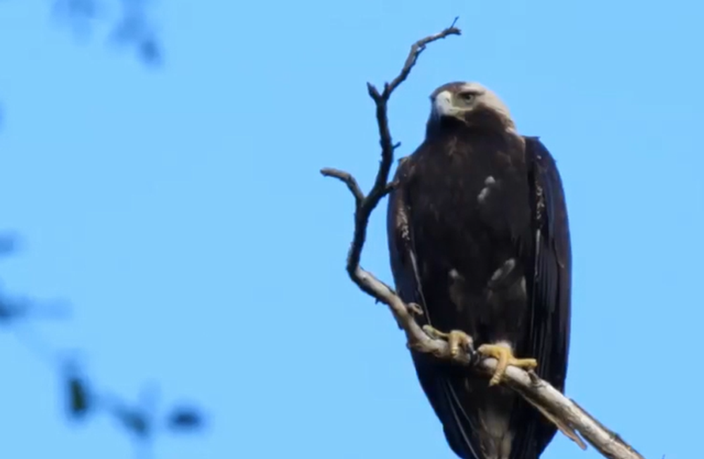 Pytliaci otrávili vzácneho orliaka morského 