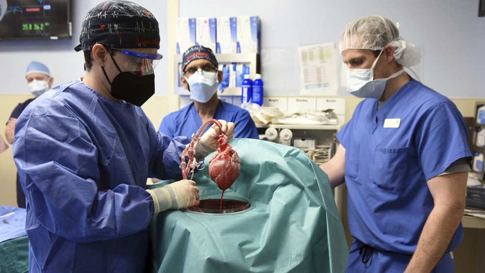 Lekári v USA transplantovali pacientovi srdce geneticky modifikovaného prasaťa