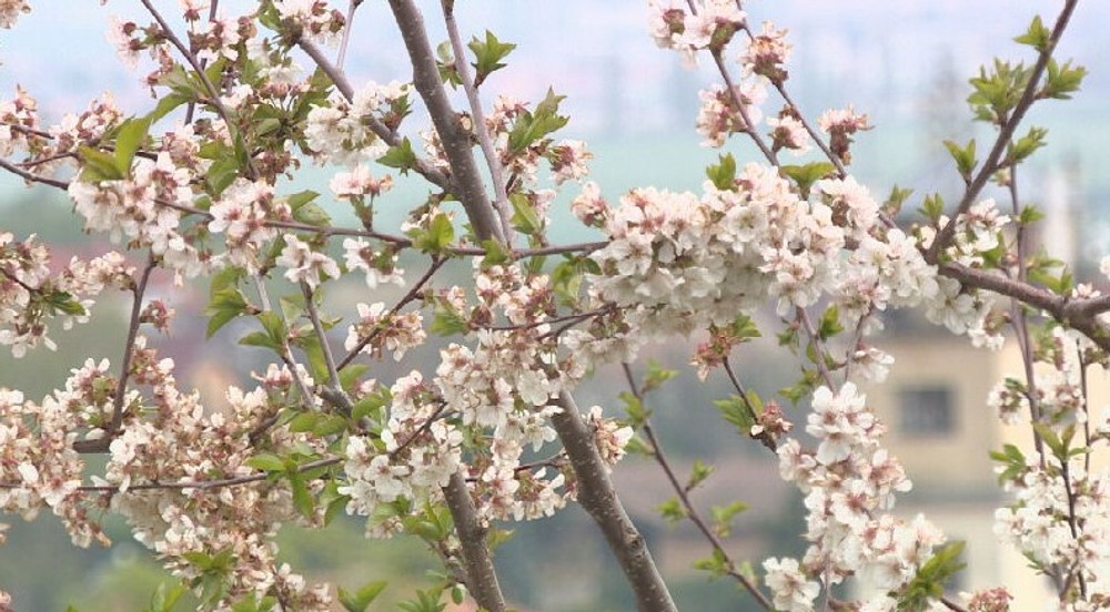 čerešňa prvý máj (2)