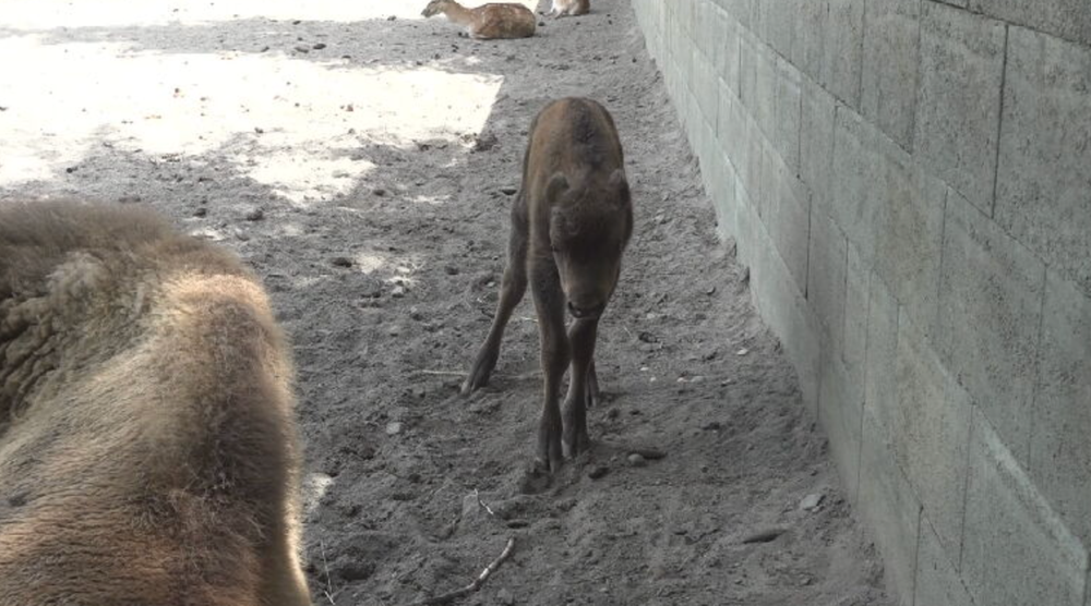 zubríčatko v sninskej ZOO 2024-05-29 o 9.01.10