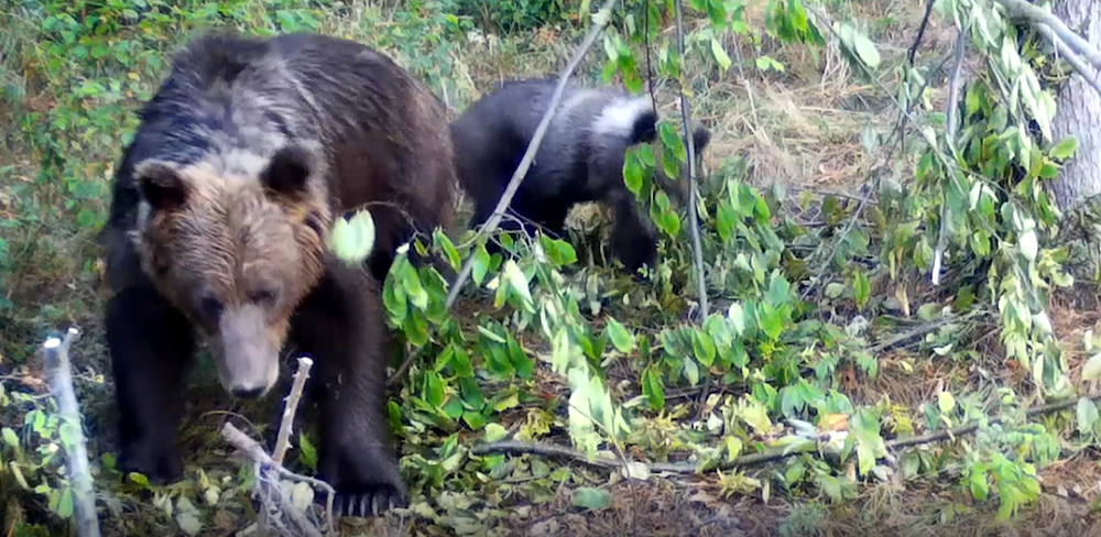 Medvede strácajú plachosť