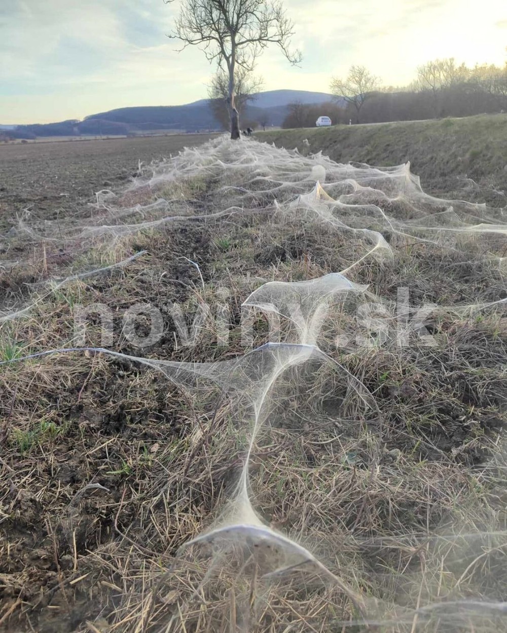 pavúky plachtárky Diviacka Nová Ves (3)