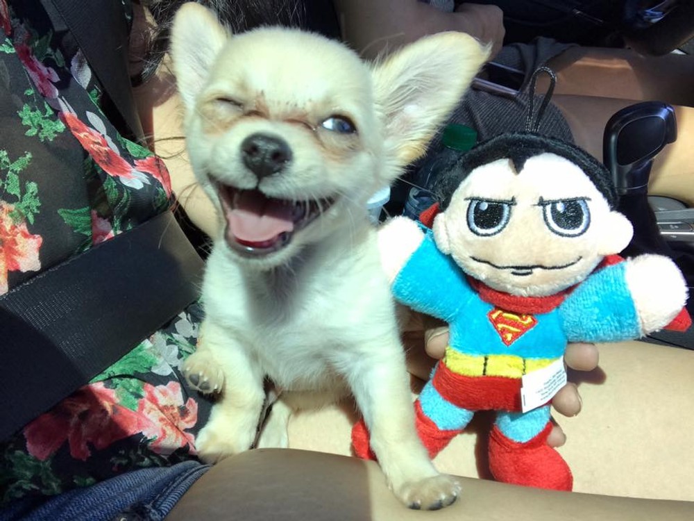 Chewy, šteniatko