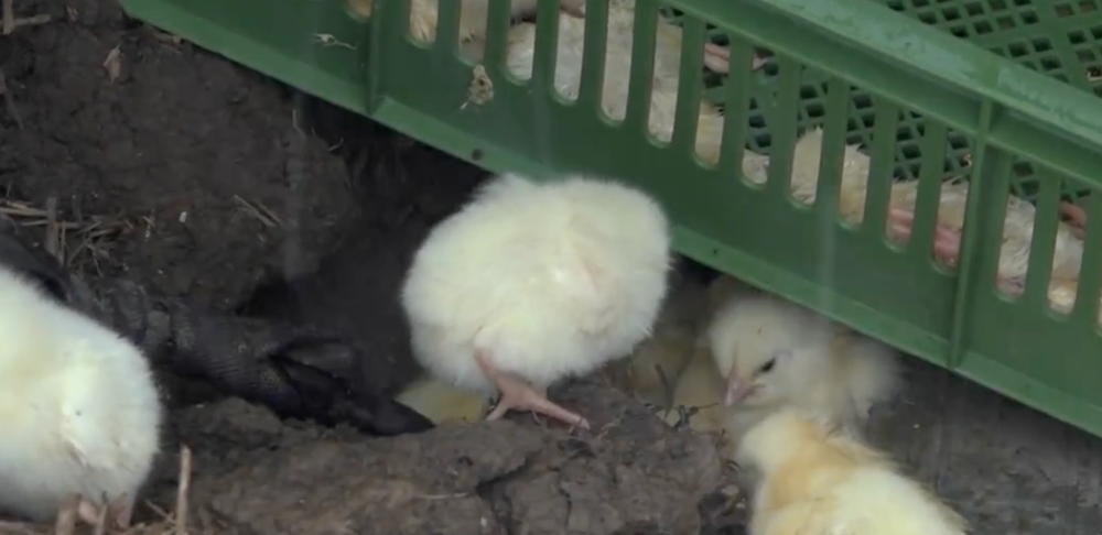 Kamión plný kuriatok zišiel z cesty