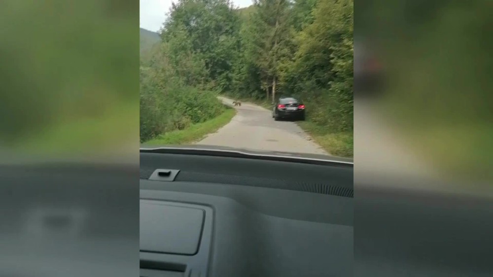 [multi] medvede 1530