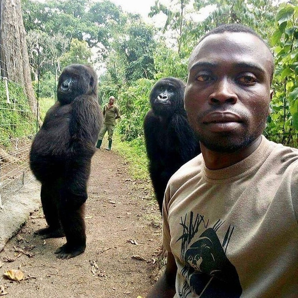 Ndakasi sa prelávila selfie, ktorá obletela svet. FB Virunga National Park