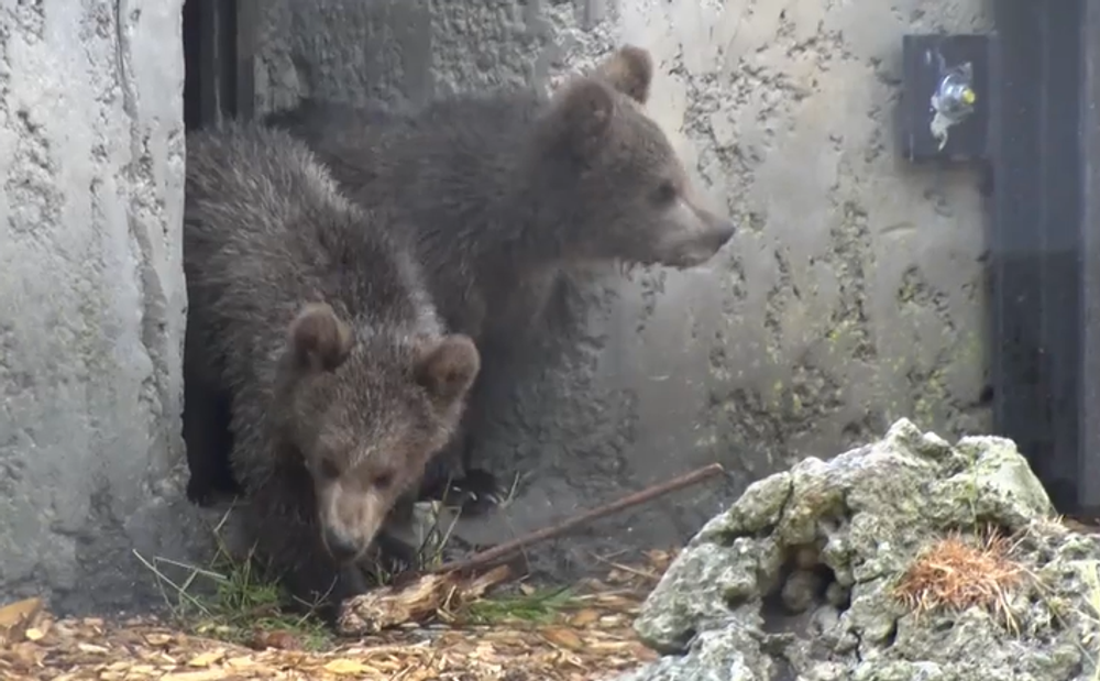 Medvieďatká v Zoo Bojnice 9