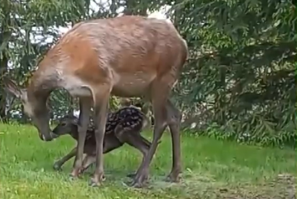 Screenshot 2024-05-17 092428