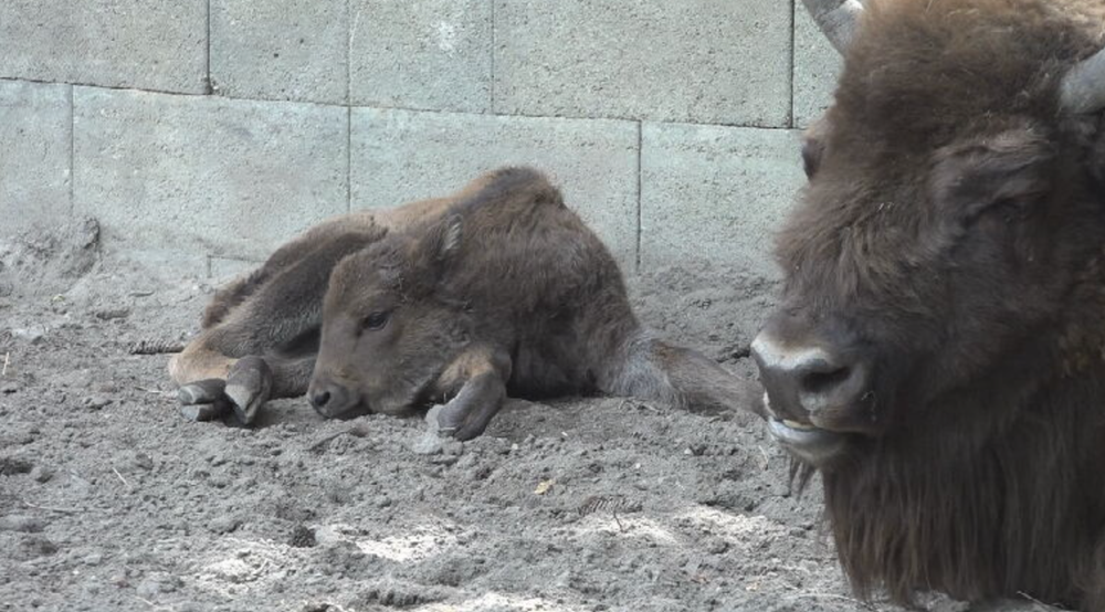zubríčatko v sninskej ZOO 2024-05-29 o 9.01.29