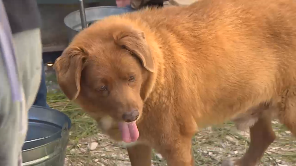 Najstarší pes na svete