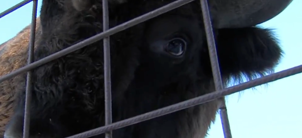 Stopovanie zubrov v Poloninách