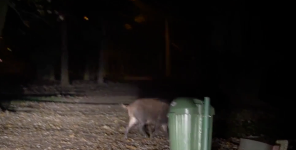 Diviaky na návšteve v Košiciach