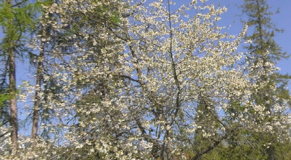 čerešňa prvý máj (9)