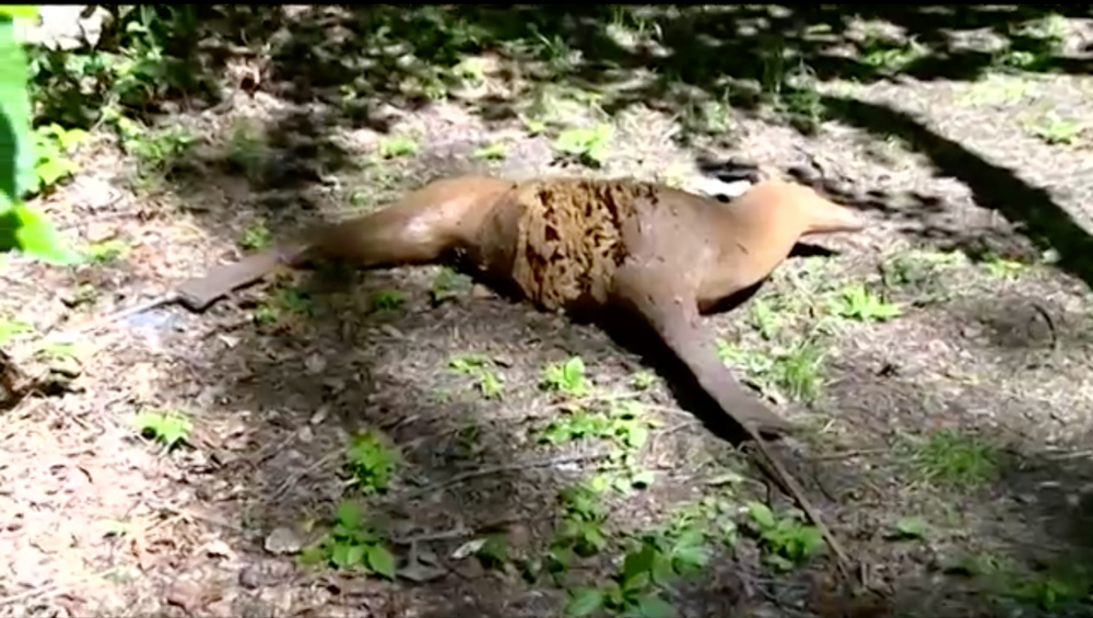 Medvedí útok na strelnici