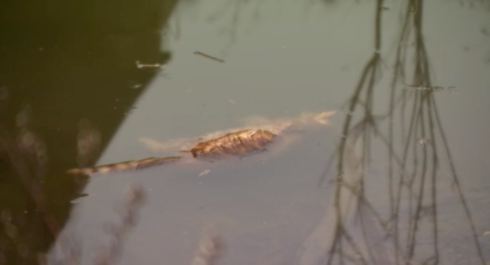 V Malinove našli utopené zvieratá