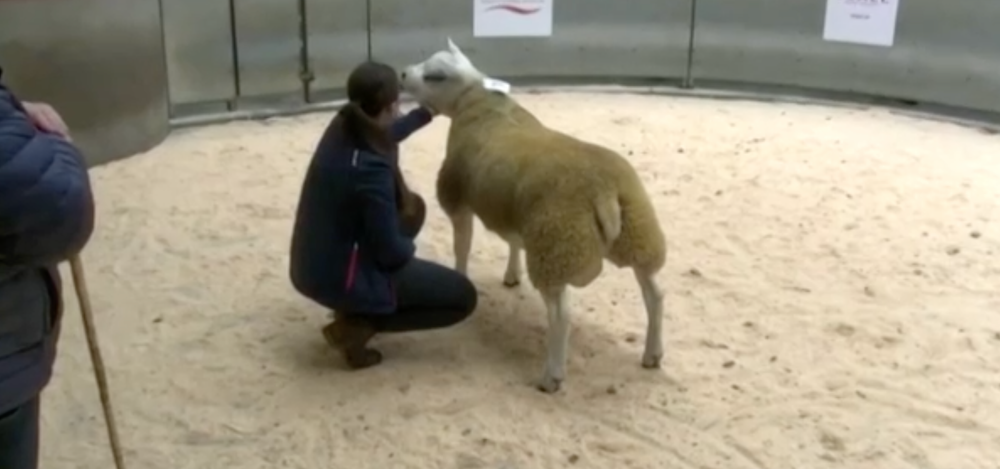 Najdrahší baranček na svete