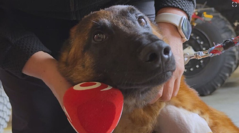 Záchranársky pes Quido potrebuje pomoc (1)