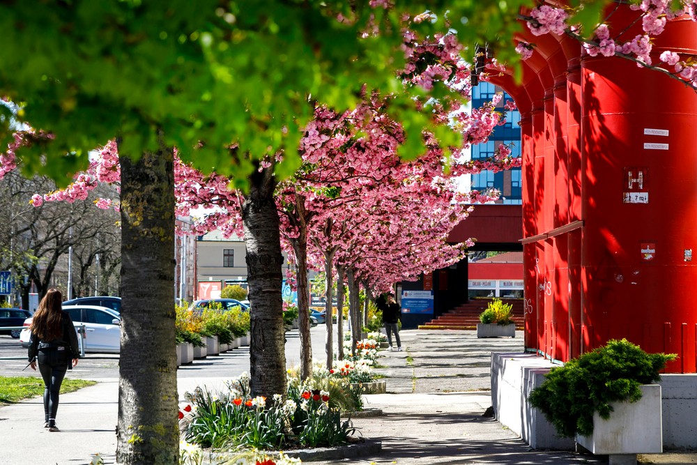 03042024_sakura_2032341