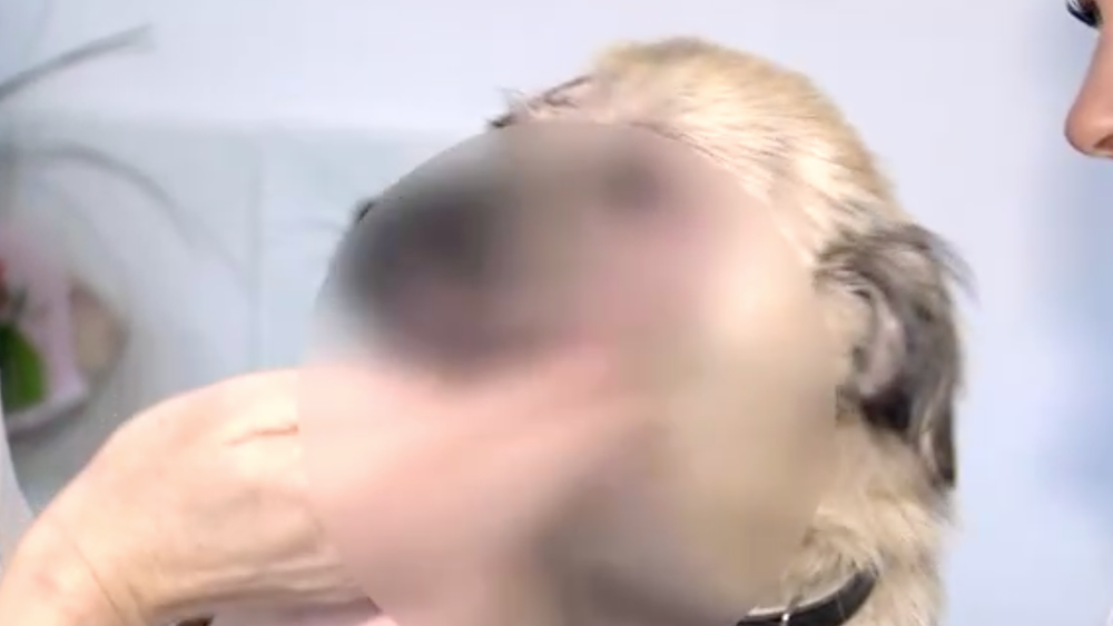 Utýrané šteniatko Mandy