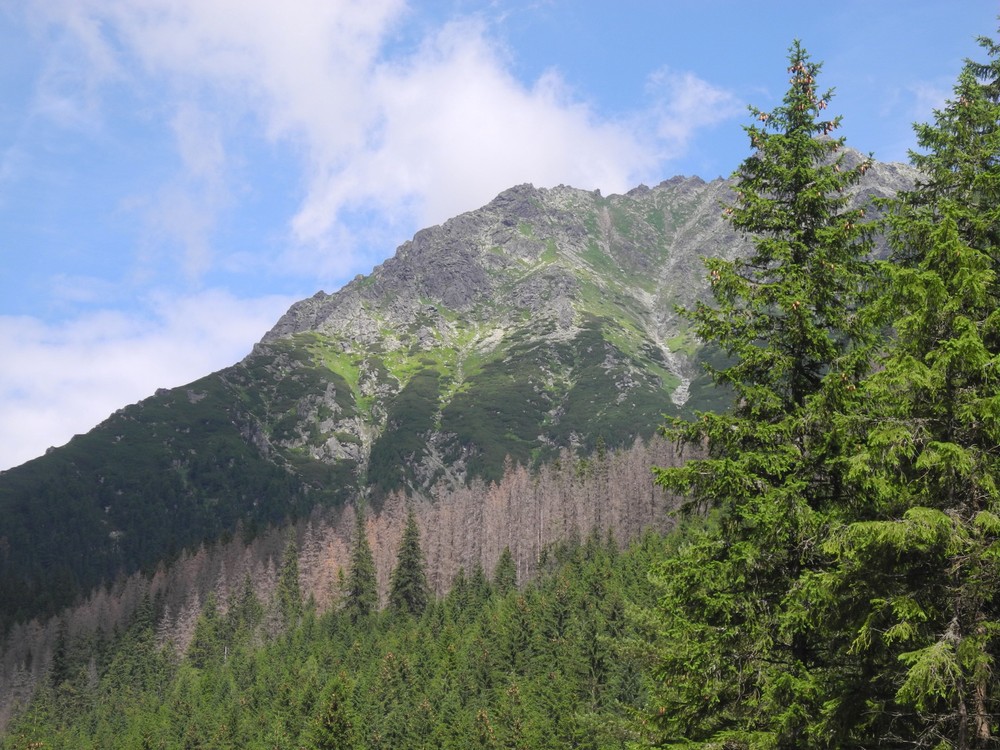 Lykožrútová kalamita sa šíri ďalej (7)