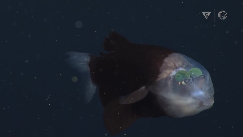 Ryba s priesvitnou hlavou