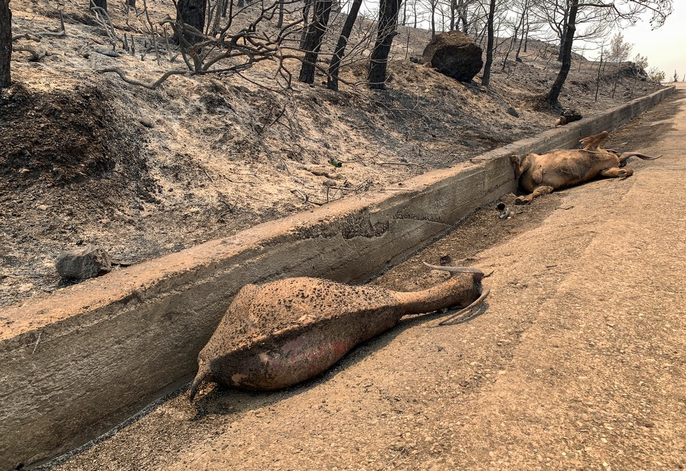 Greece_Wildfires530398974382