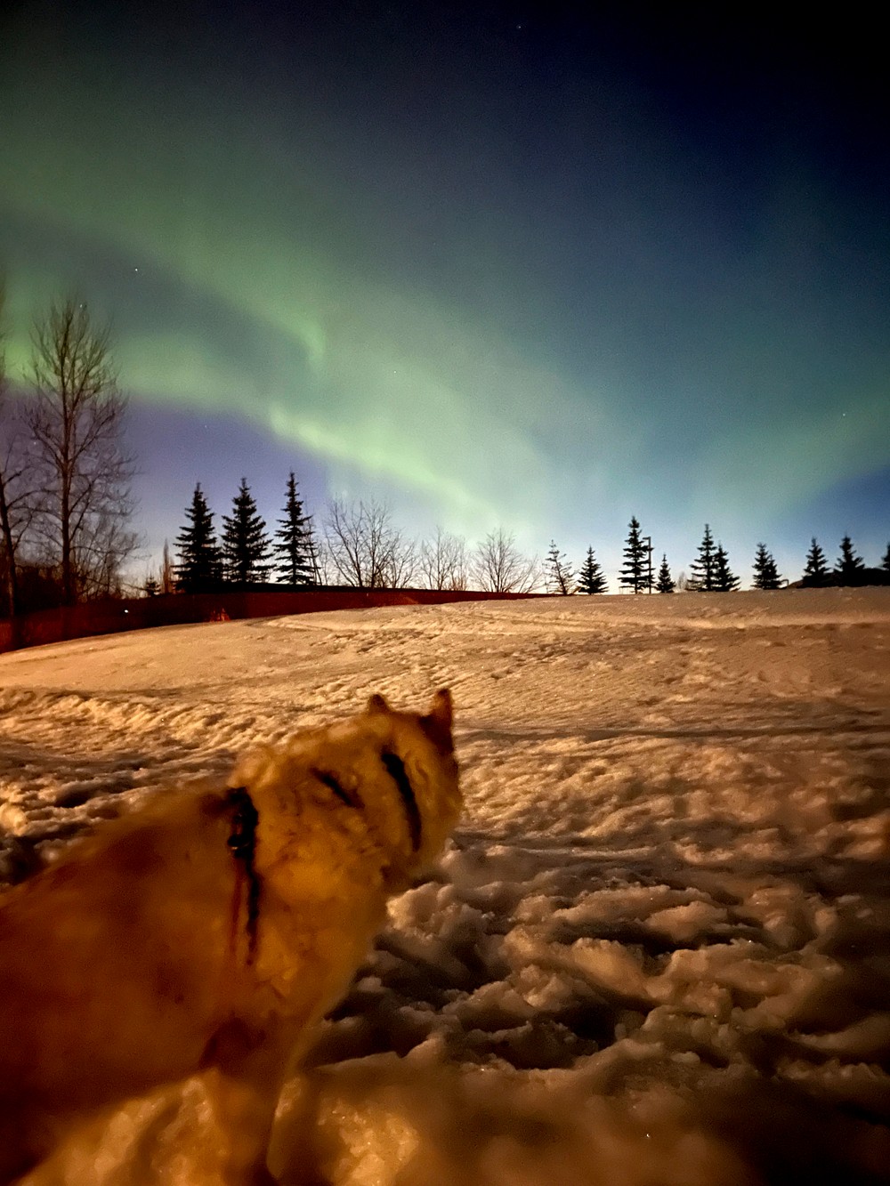 Polárna žiara TASR Aljaška (3)