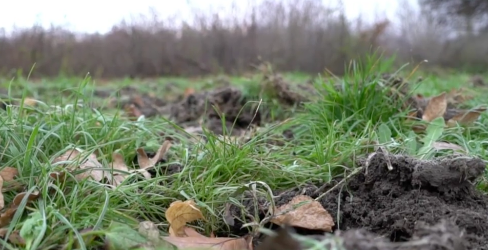 Diviaky na návšteve v Košiciach