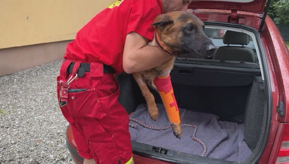 Záchranársky pes Quido potrebuje pomoc (4)