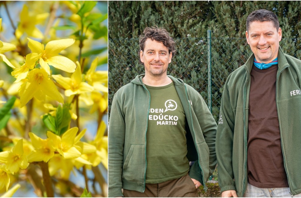 Chcete mať v záhrade zlatý dážď? Tento krík zvládne bez problémov vypestovať naozaj každý!