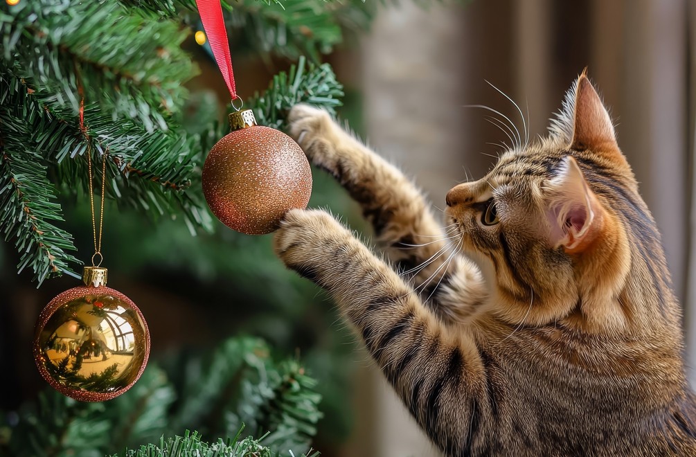 Ochráňte svoj vianočný stromček pred mačacími nájazdmi: 7 tipov na sviatky bez nehôd!