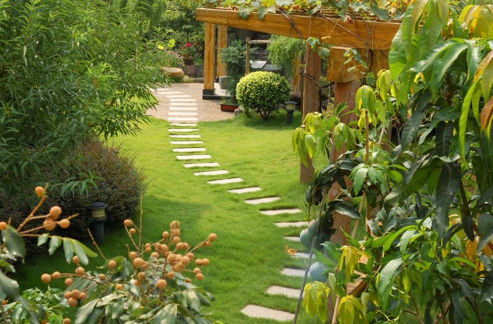 Aké odrody ríbezlí, stromov či rastlín sú vhodné do vašej záhrady?