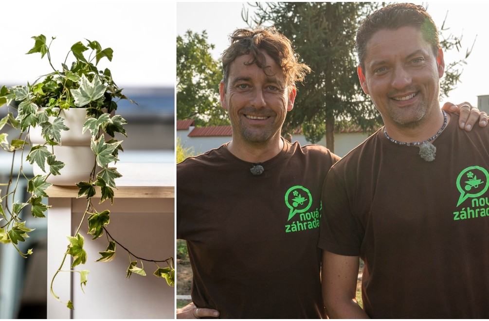 Chcete mať celý rok krásne rastliny bez námahy? TIETO druhy vydržia mrazy i horúčavy!