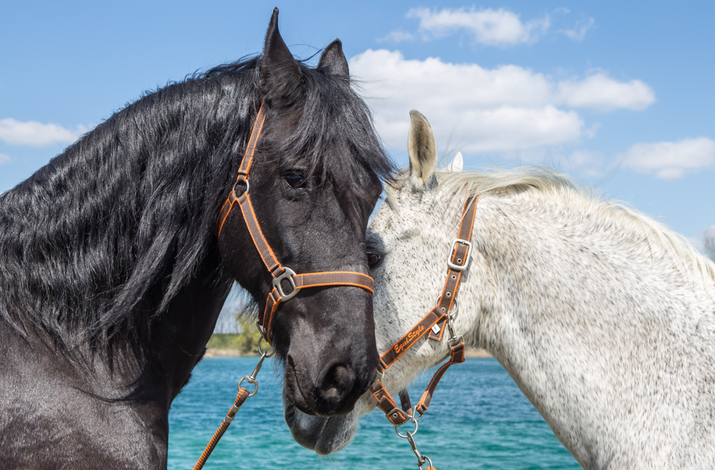 VEĽKÁ LETNÁ SÚŤAŽ s Divokými koňmi: Hrajte s nami o kopu skvelých cien!
