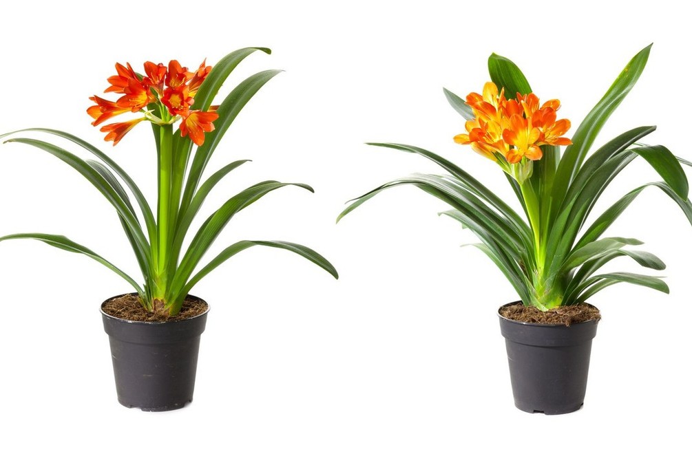 Pozor na otravu detí! Niektoré druhy črepníkových kvetov sú naozaj jedovaté!