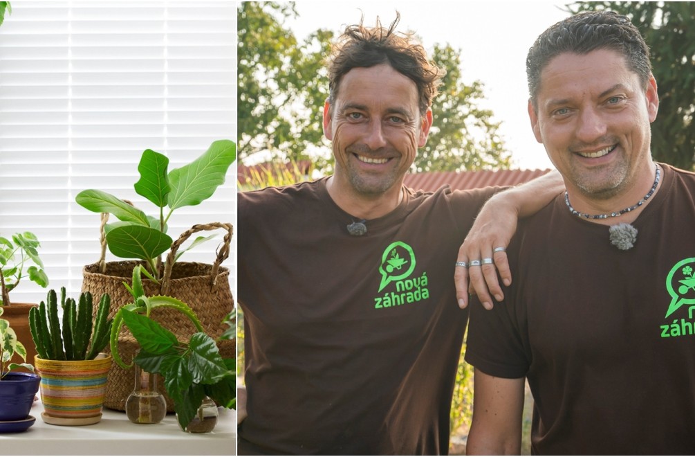 Začali vašim izbovým rastlinám žltnúť listy? Najčastejšie sú za tým tieto 2 príčiny!