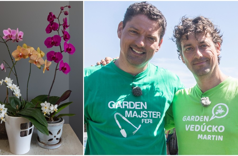 Pestujete doma orchideu, ale prestala vám kvitnúť? TAKTO ju prinútite vyhnať púčiky!