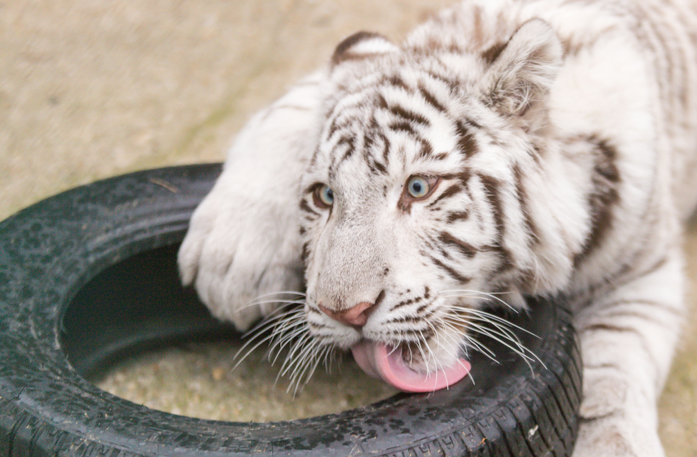 Zvieratká valcujú aj internet: Pozrite si najvirálnejšie videá ako dôkaz!