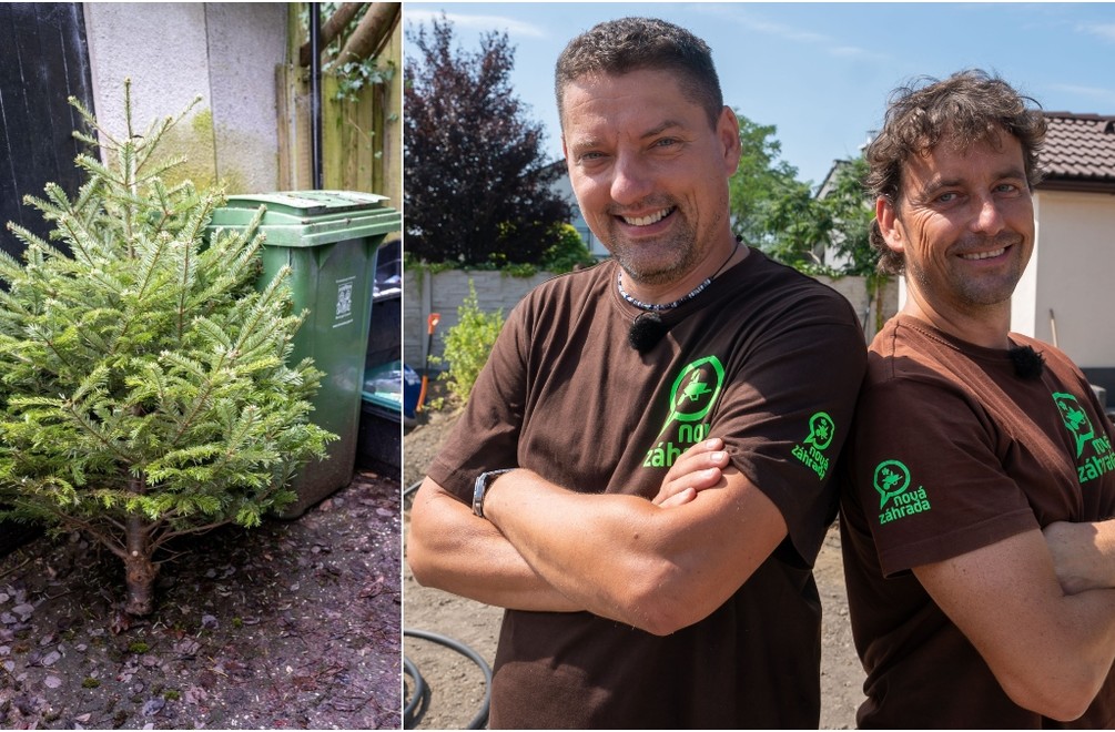 Vianočný stromček nemusí skončiť len v koši: TAKTO ho ešte môžete využiť v záhrade!